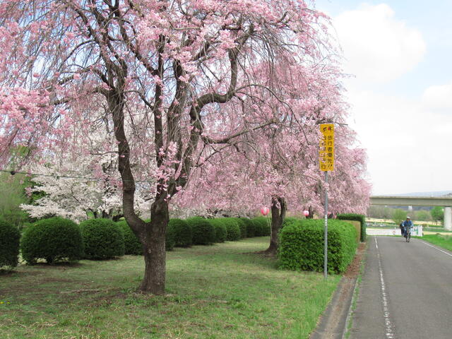 漆原しだれ桜並木｜観光｜吉岡町観光情報